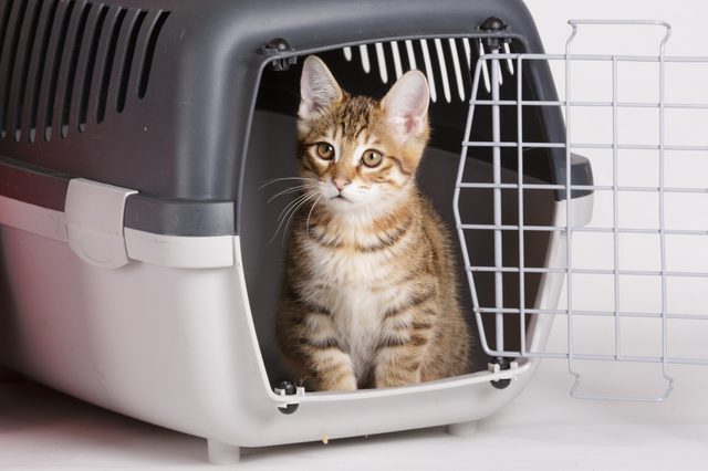 A kitten sits inside an open pet carrier, surrounded by a plain white background.