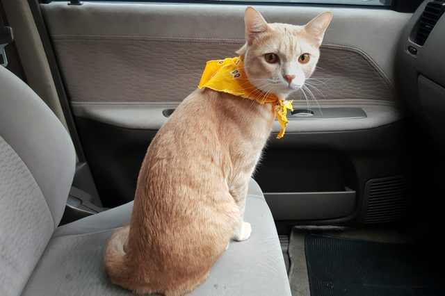 Cat wearing yellow bandana sits on car seat, looking forward.
