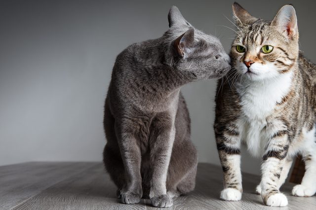 Two cats sit together; a gray cat sniffs a tabby cat's face on a wooden surface against a plain background.