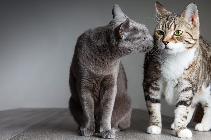 Portrait of Russian Blue and Three-Colored Housecat