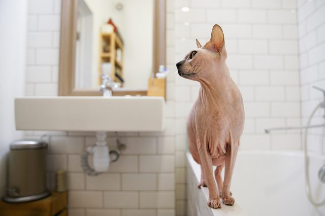 Hairless cat sits on bathtub edge, facing sideways. White-tiled bathroom features a sink, mirror, and silver trash bin, creating a clean, minimalist setting.