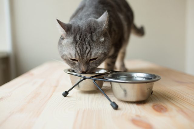 Cat eating from metal bowl, standing on a wooden table.