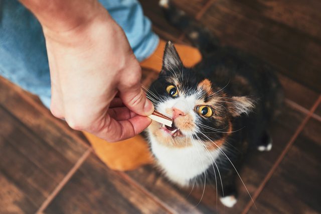 Cat eating from a person's hand, on a wooden floor.
