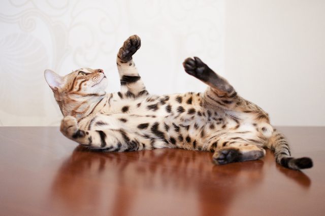A spotted cat lies belly-up on a polished wooden table, stretching its paws in a brightly lit room.