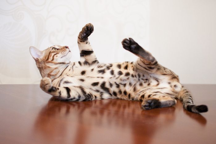 Bengal cat is lying on table. Brown background. Domestic adult cat. Pedigreed cat is playing.