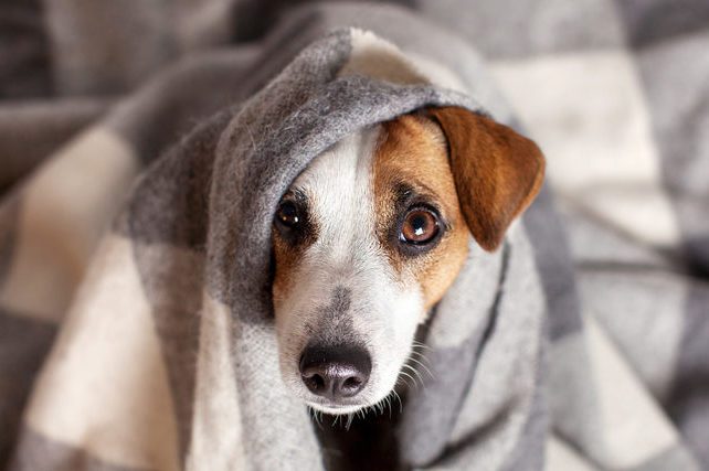 Dog under a plaid. Pet warms under a blanket in cold autumn weather