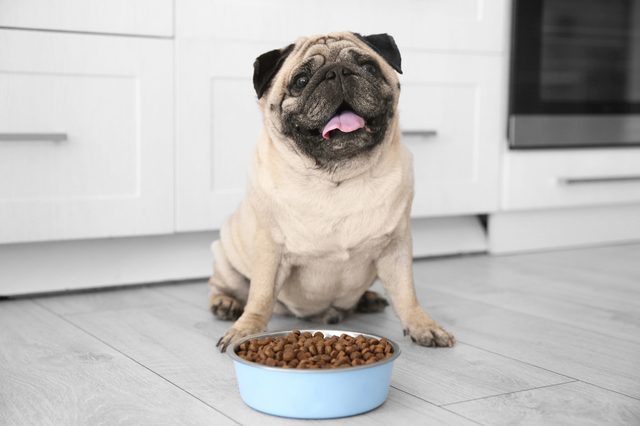 Pug sits eagerly before a blue bowl of kibble, in a kitchen with white cabinets.