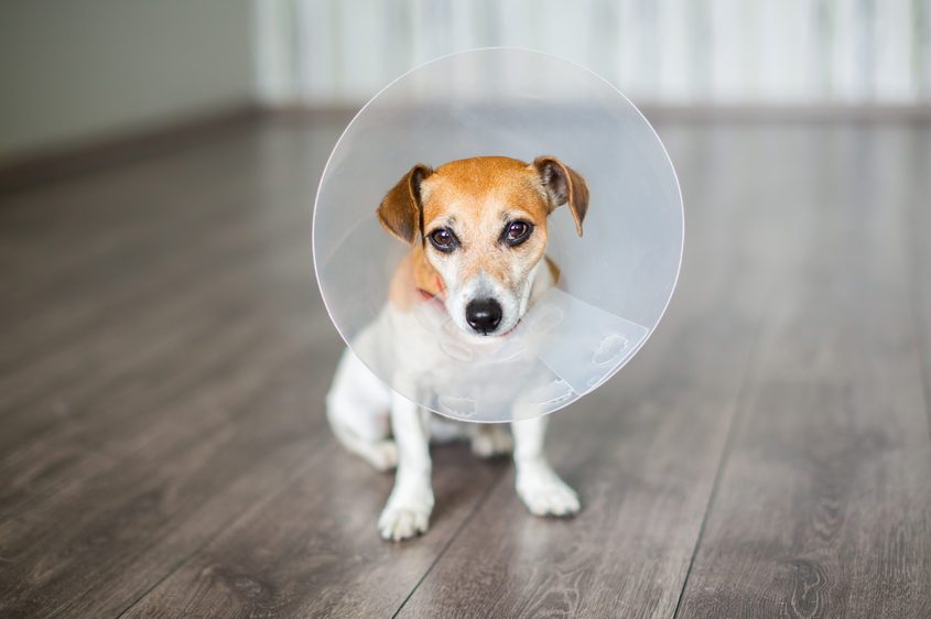 Dog wearing a cone sits on a wooden floor in a room with light-colored walls.