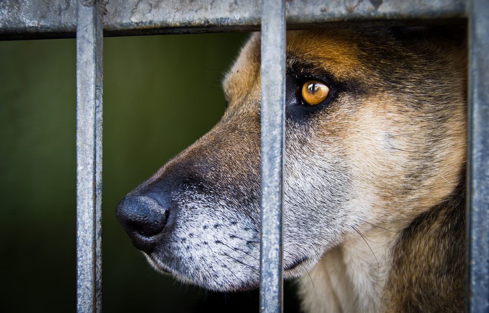 Abandoned sad dog waits behind grids