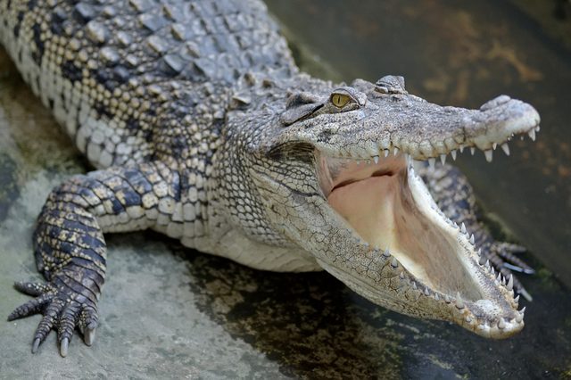 Crocodile opens mouth wide, resting on concrete surface.