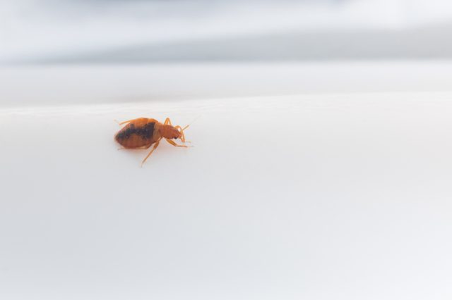 A brownish-orange bedbug crawls across a smooth, white surface, set against a softly blurred, pale background.