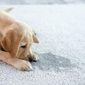 A puppy is lying on a soft, light-colored carpet, curiously examining a wet spot and casting a shadow in a bright room.