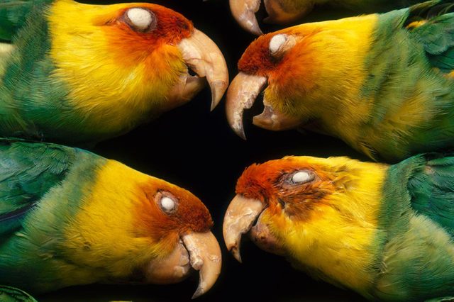 Four colorful parrot heads lie in a circular formation, resting with closed eyes against a dark background.