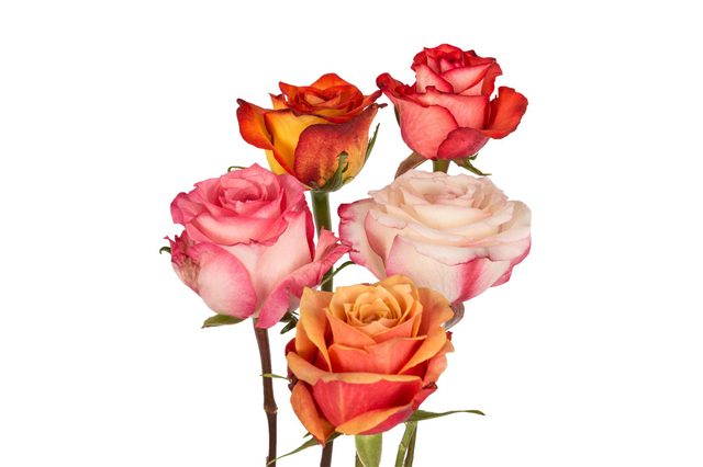 Five roses bloom in different colors: pink, yellow, red, and orange, against a plain white background.