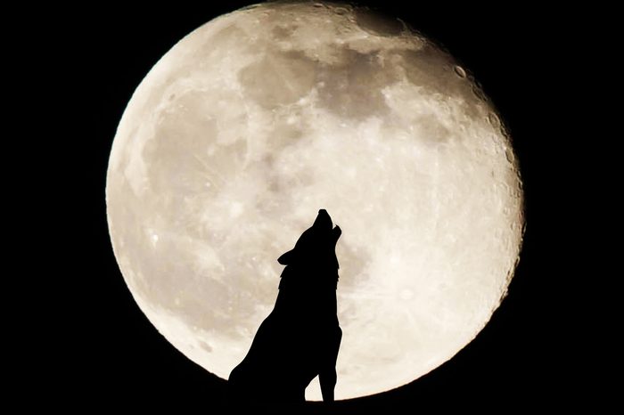 Silhouette wolf on full moon background