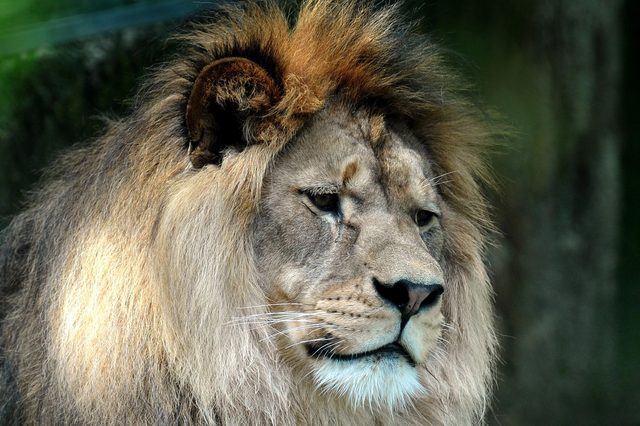 A lion with a thick mane gazes intently, set against a blurred natural background.