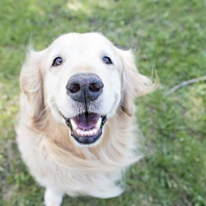 Golden retriever smiling, sitting on grass, outdoors in a park setting.