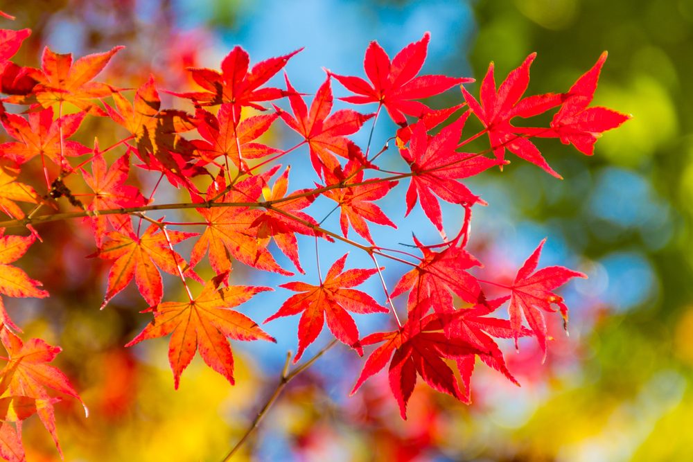 Abstract background of colorful beautiful autumn leaves and branches in their natural environment. Orange red and green leaves and blue sky. Photograph with sharp blur 