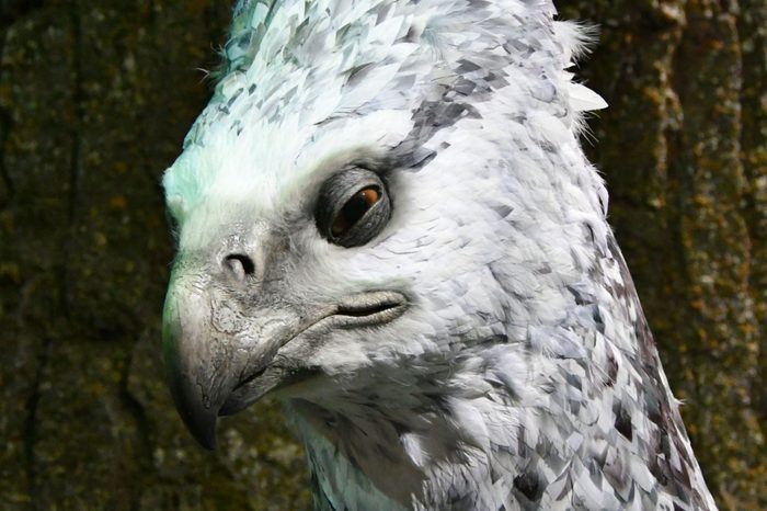 Buckbeak