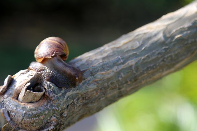 A snail crawls on a textured branch, surrounded by a blurred green background.