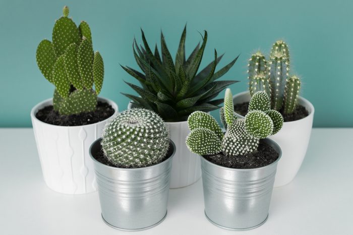 Collection of various cactus and succulent plants in different pots. Potted cactus house plants on white shelf against turquoise colored wall. Top view.