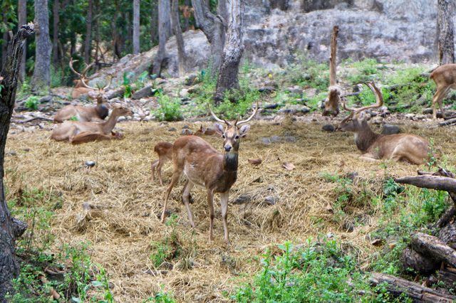 Deer stand and rest on grass in a forest clearing surrounded by trees and scattered rocks.