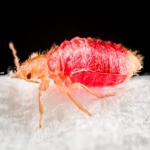 Insect with red abdomen crawls on white textured surface against black background.