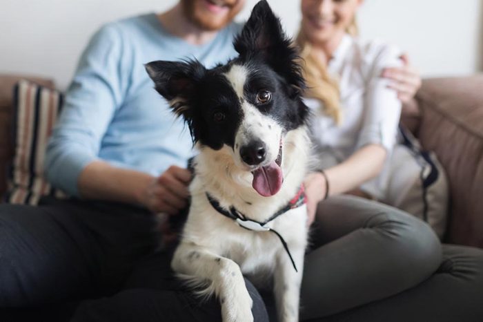 Beautiful couple relaxing at home and loving their pet