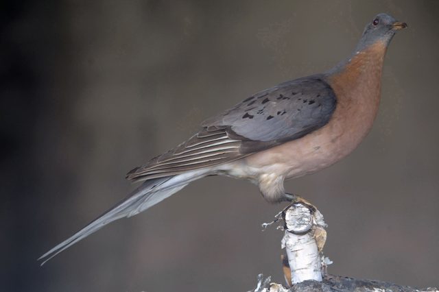 A bird with brown and gray plumage perches on a broken, textured branch against a blurred background.
