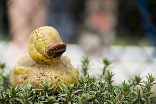 A weathered rubber duck sits in greenery, surrounded by blurred background and a fence.
