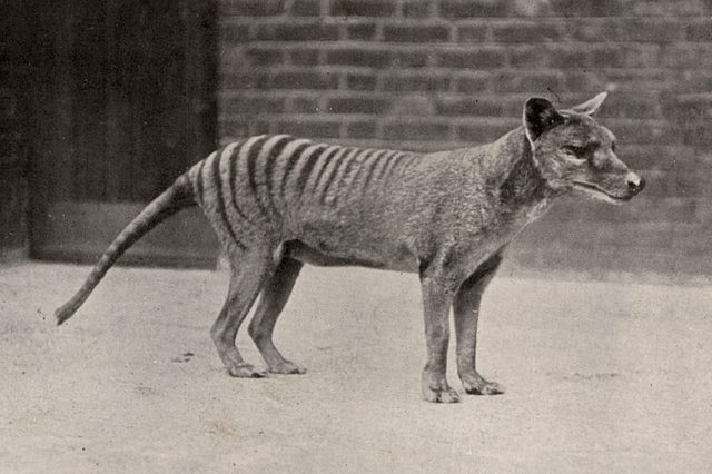A thylacine stands alertly on a paved surface, surrounded by brick walls.