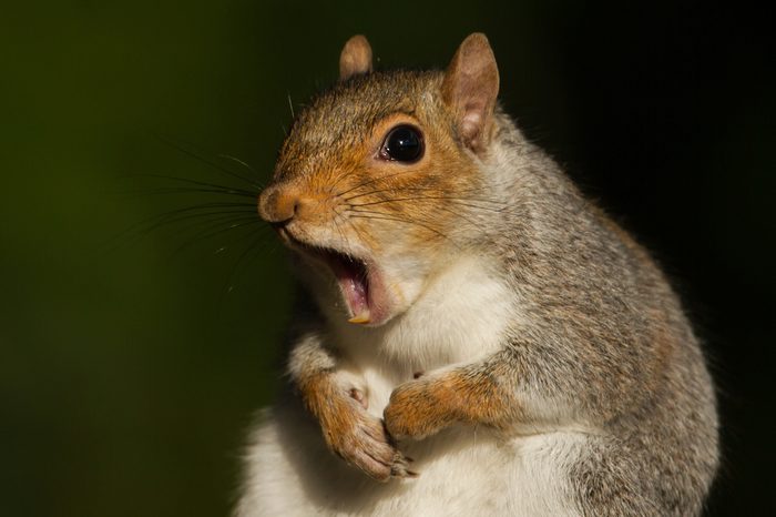 Grey squirrel yawning