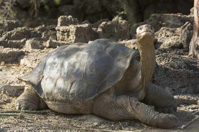 A large tortoise rests on rocky ground, neck extended and shell shining, surrounded by rough stones and sparse vegetation.