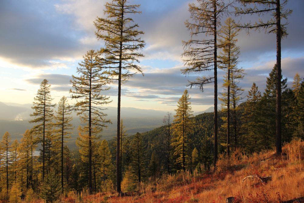 Autumn on Big Mountain, Whitefish, Montana