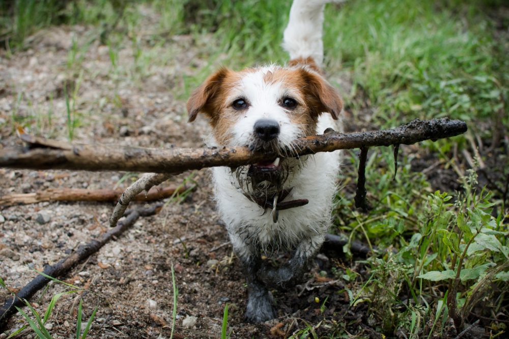 MUDDY DIRTY JACK RUSSELL DOG WITH A STICK IN MOUTH IN A MUD PUDDLE