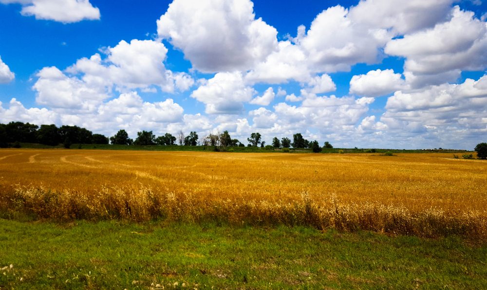 Golden wheat field spreads under a vibrant blue sky dotted with fluffy, white clouds; trees line the horizon in the distance.