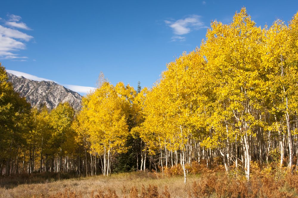 Trees display vibrant yellow foliage under a clear blue sky, with a mountain range in the background and dry grass in the foreground.