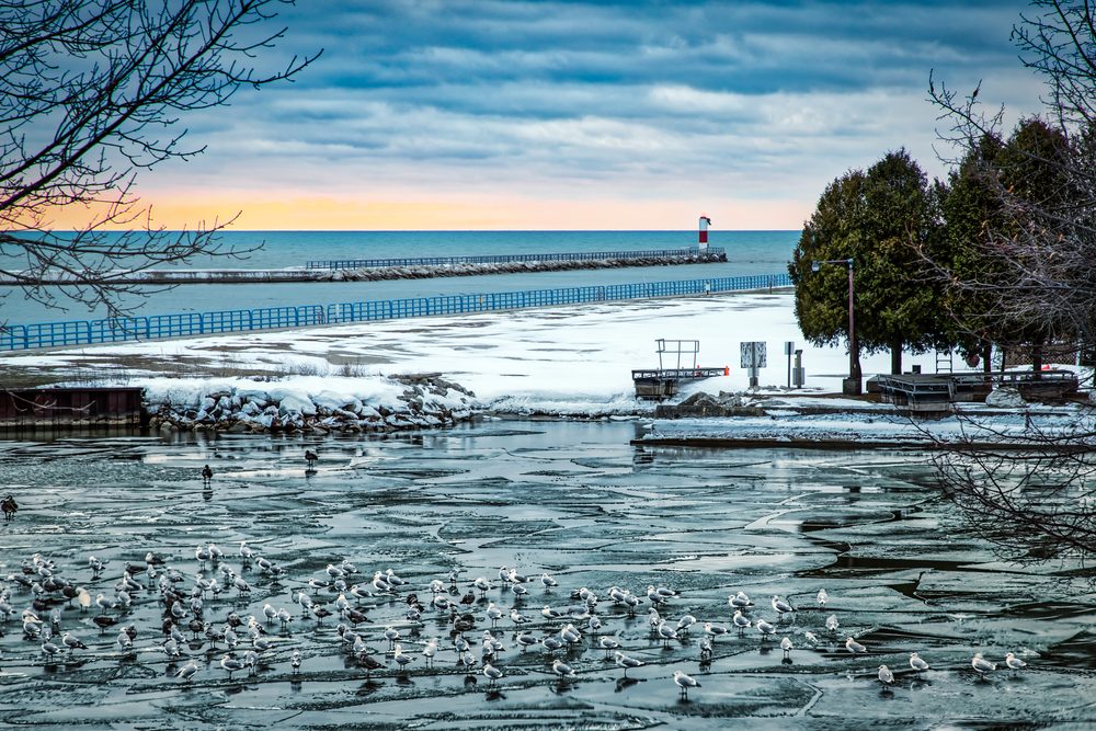 Seagulls rest on a partially frozen lake; a lighthouse stands on the distant pier beneath a cloudy, sunset sky, surrounded by snow-covered land and trees.
