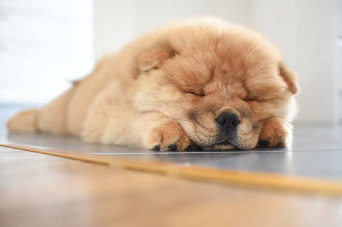 small dogs that don't bark