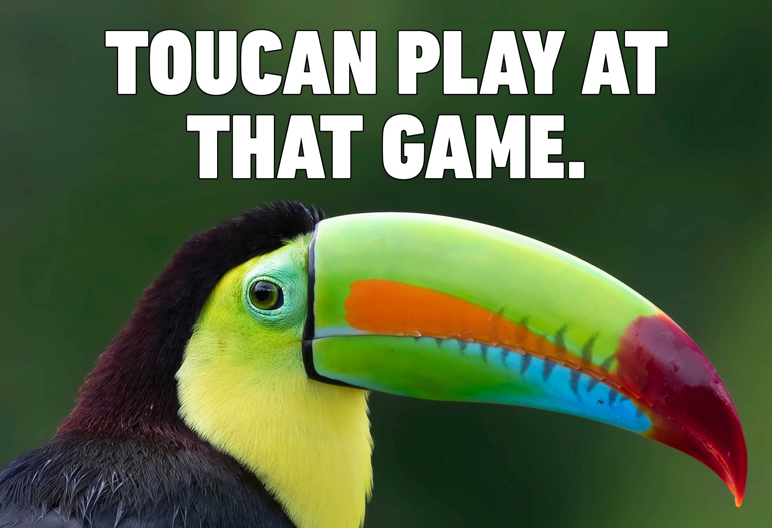 toucan