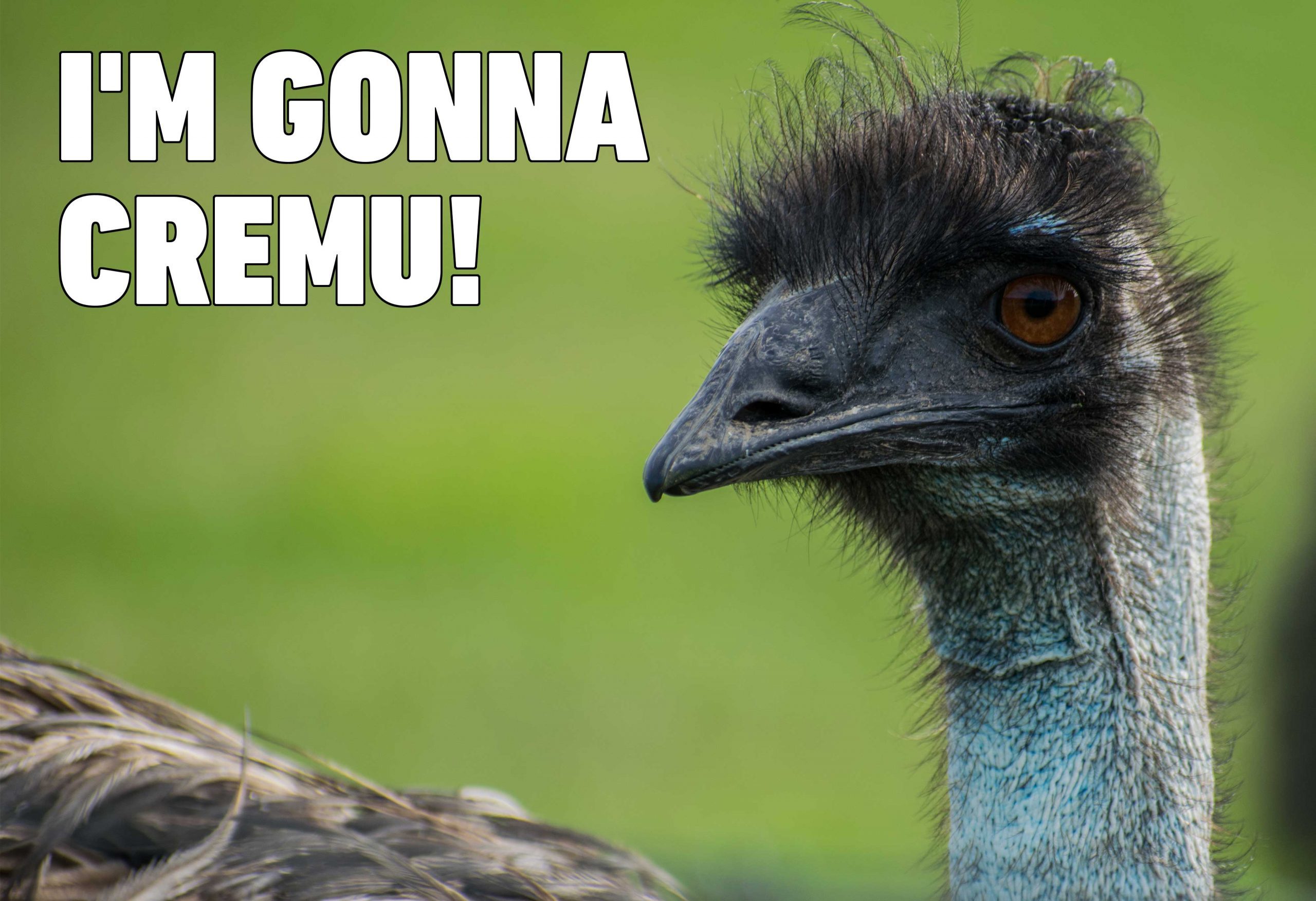 emu