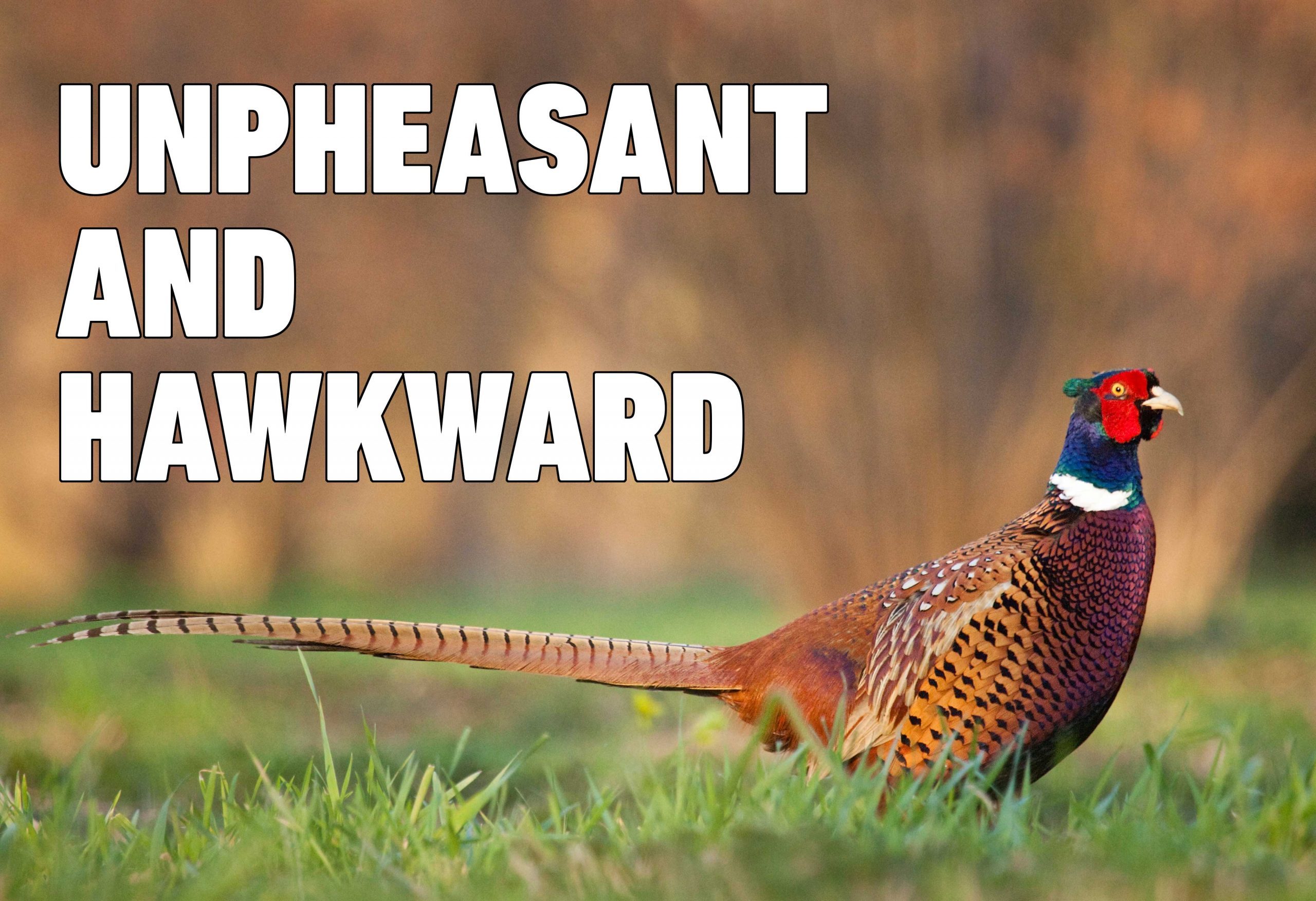 pheasant