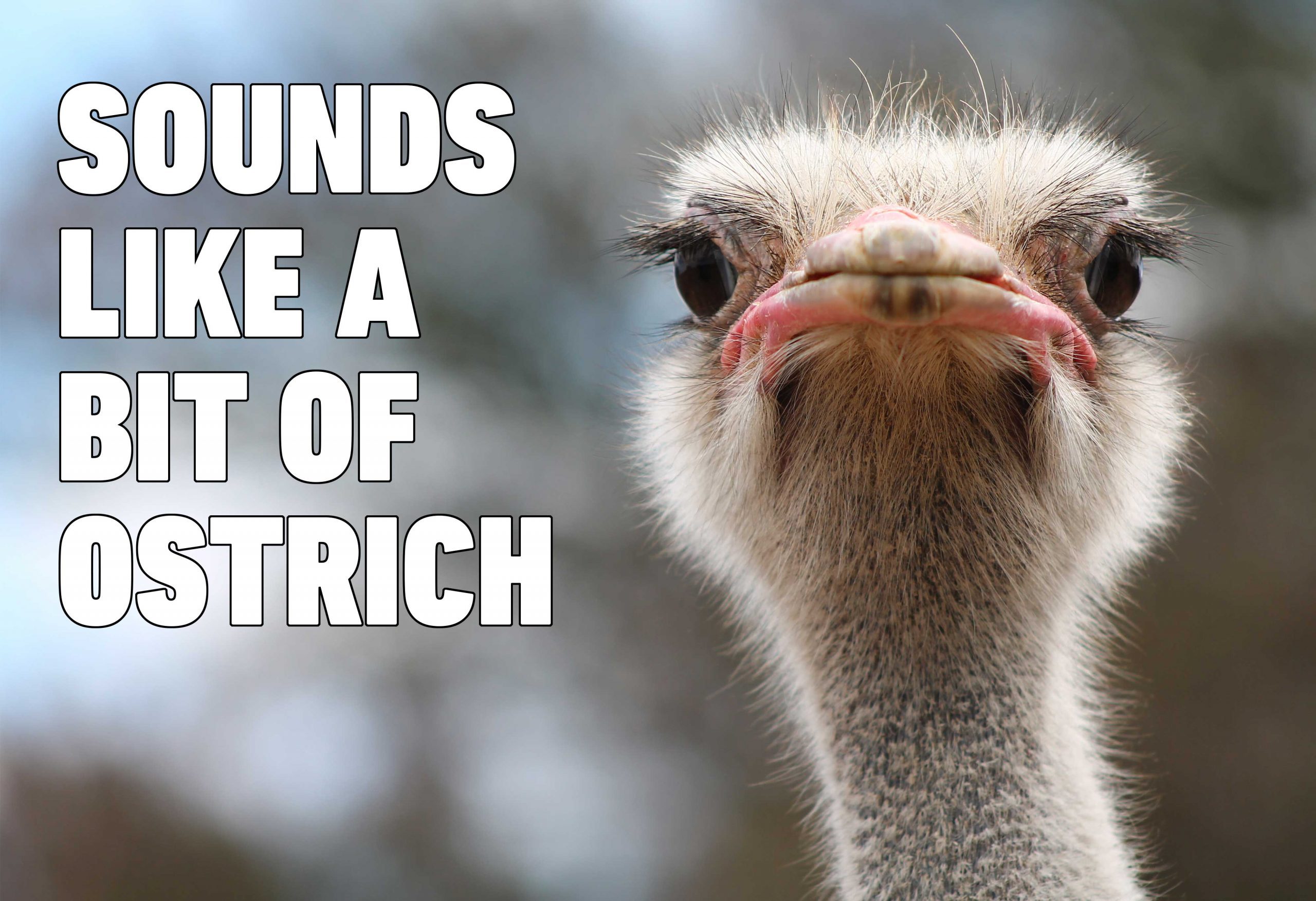 ostrich