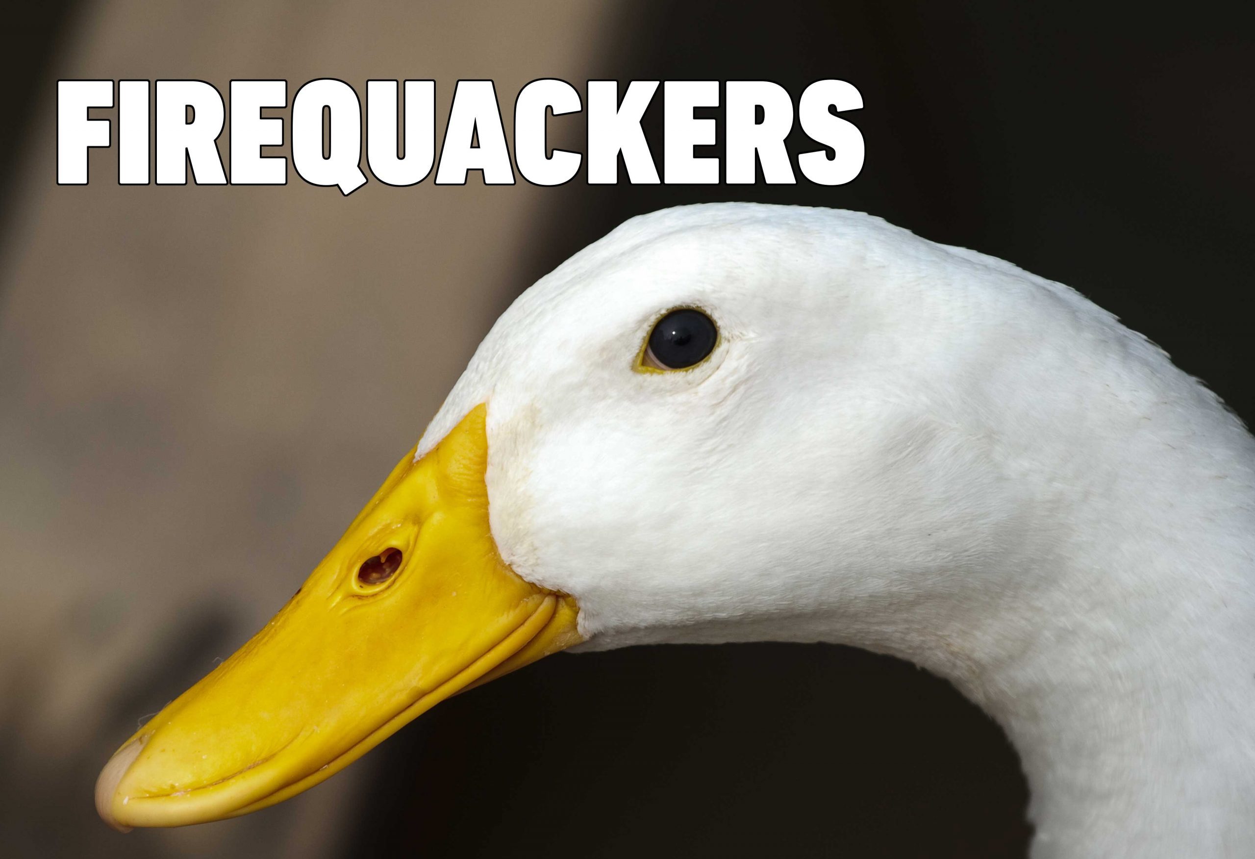 duck