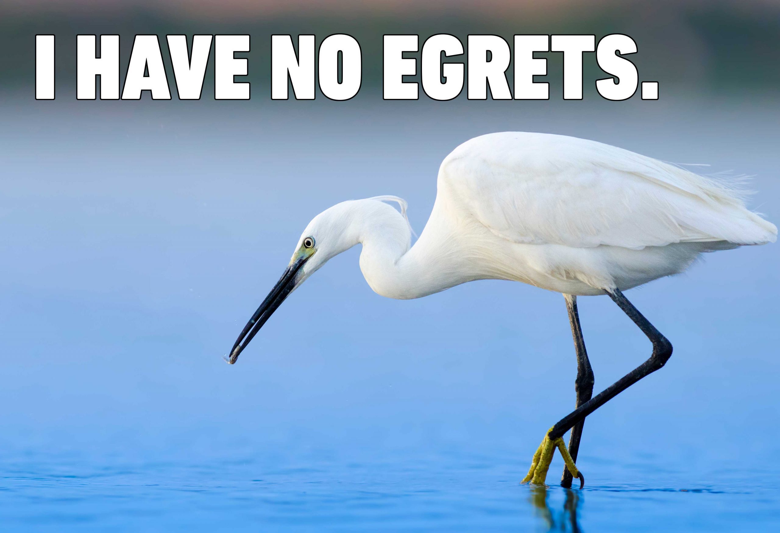 egret
