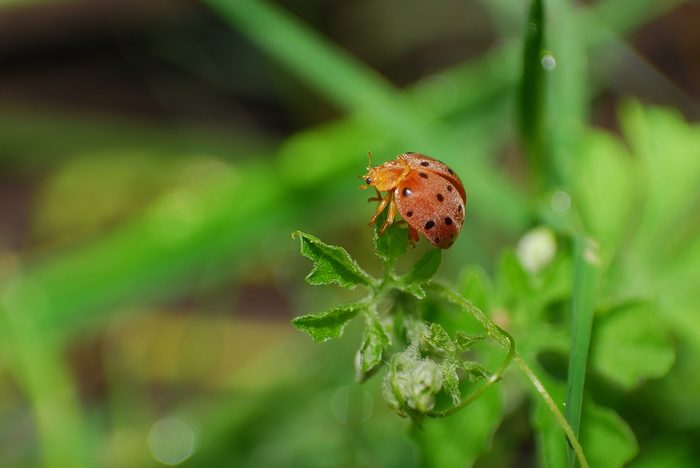 Orange Bug