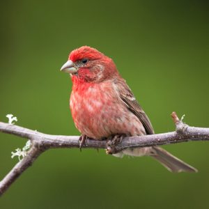 A small red bird perches calmly on a branch against a blurred green background.