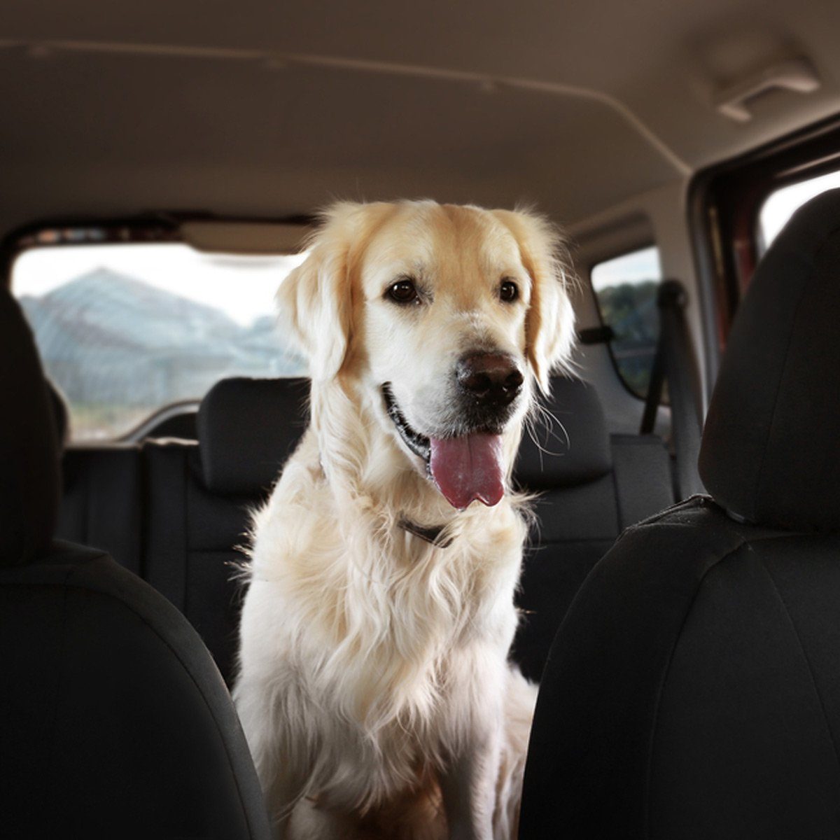 Golden retriever sits happily in a car's backseat, tongue out, surrounded by dark interior fabric and windows revealing blurred outdoor scenery.
