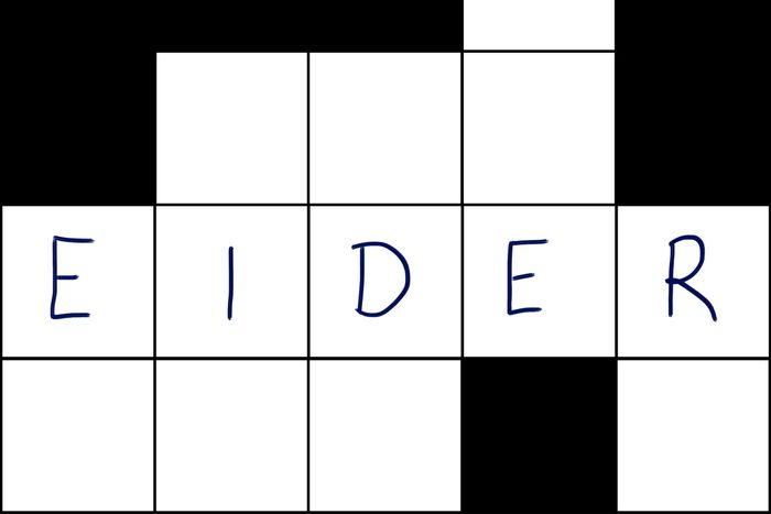Eider