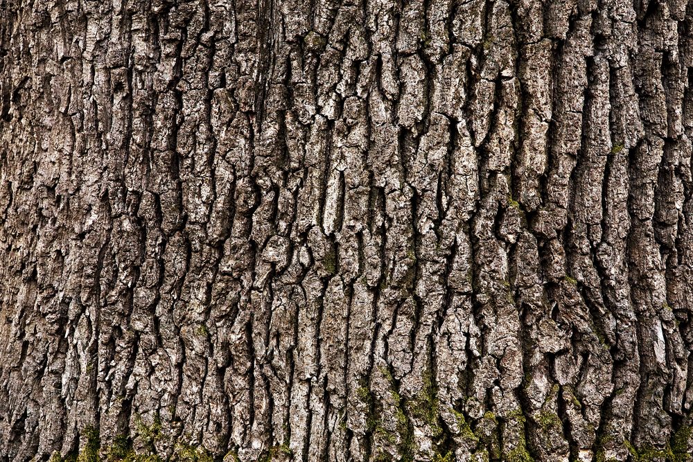 Tree bark texture
